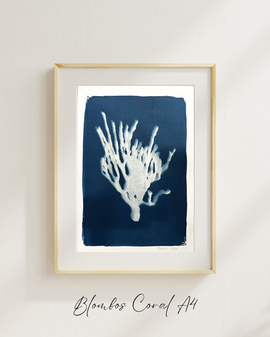 Blombos Coral A4