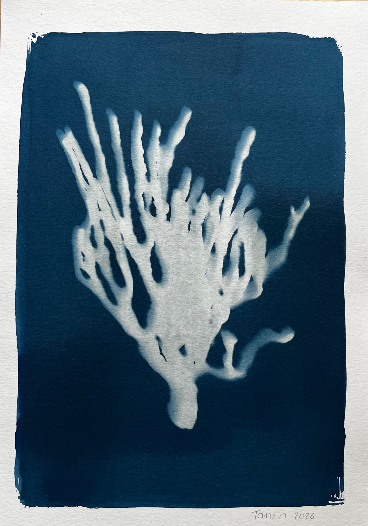 Blombos Coral A4
