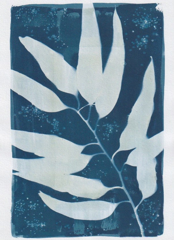 Eucalyptus A4