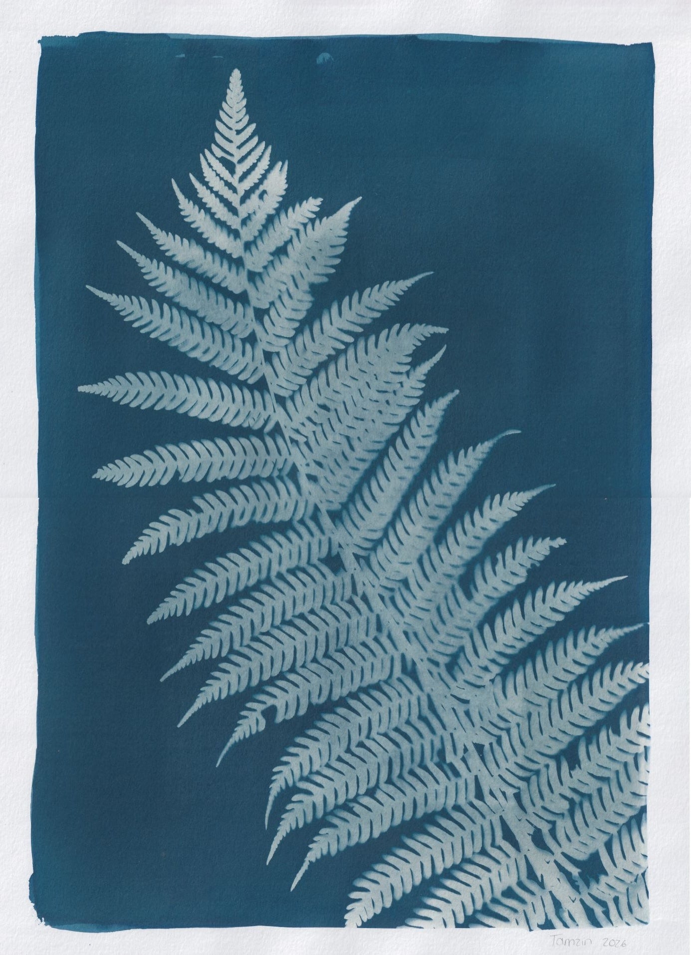 Fern A3